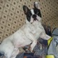 MIRA MI GORDITO TODO TIRADO EN EL SOFA¡ ES QUE VIVE COMO UN REY!
